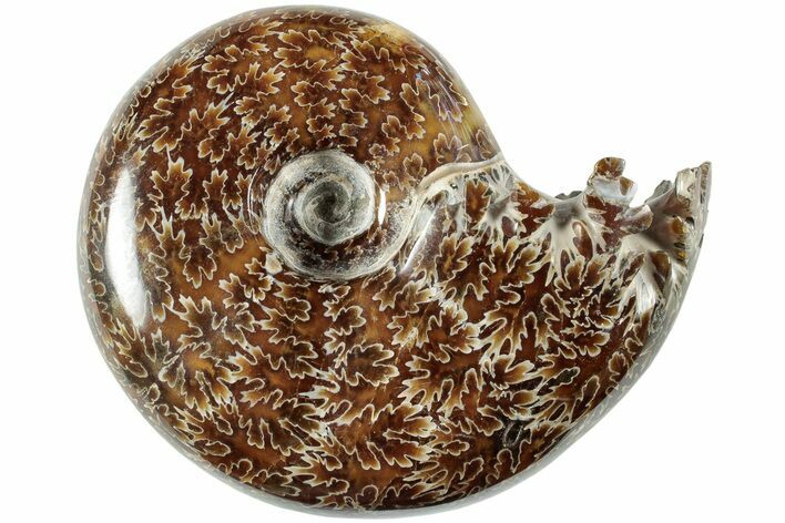 Polished Agatized Ammonite (Phylloceras?) Fossil - Madagascar #236630